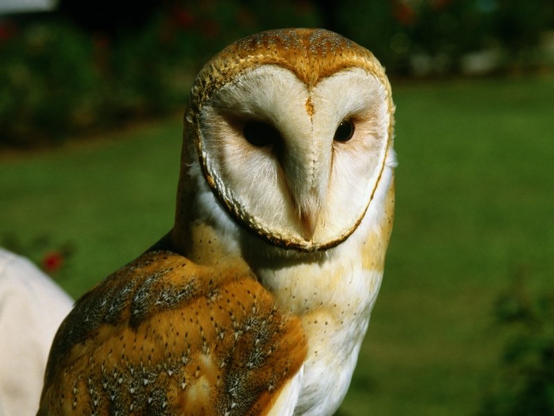 Barn owl