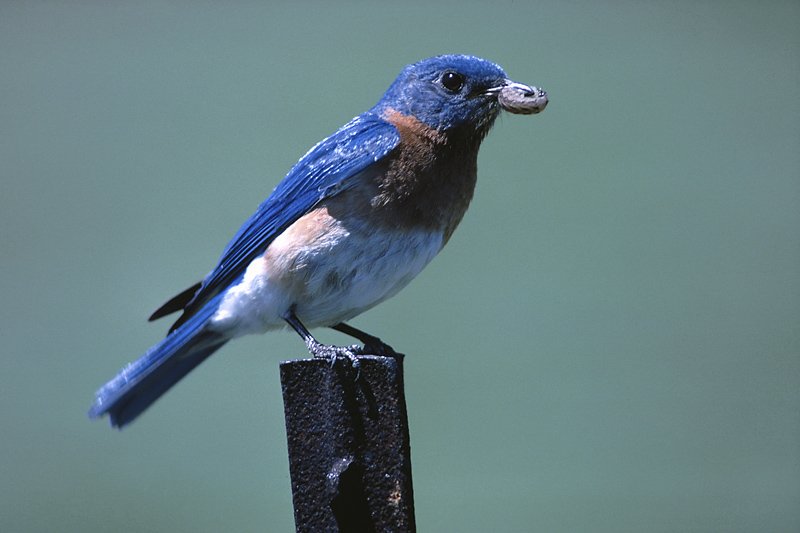 Bluebird