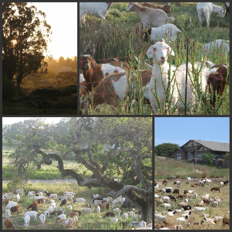 Goat collage