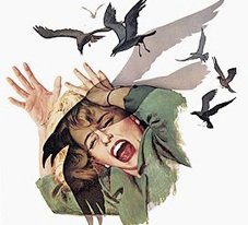The birds