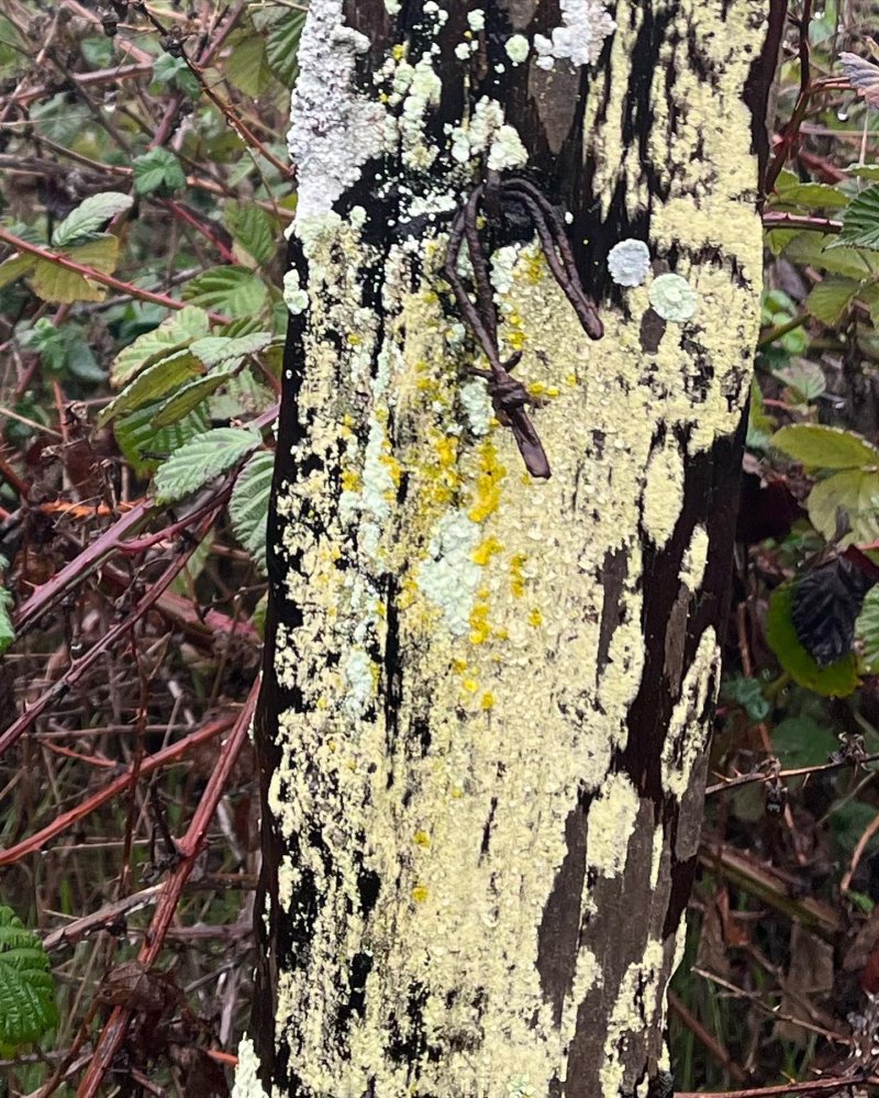Fence Fence