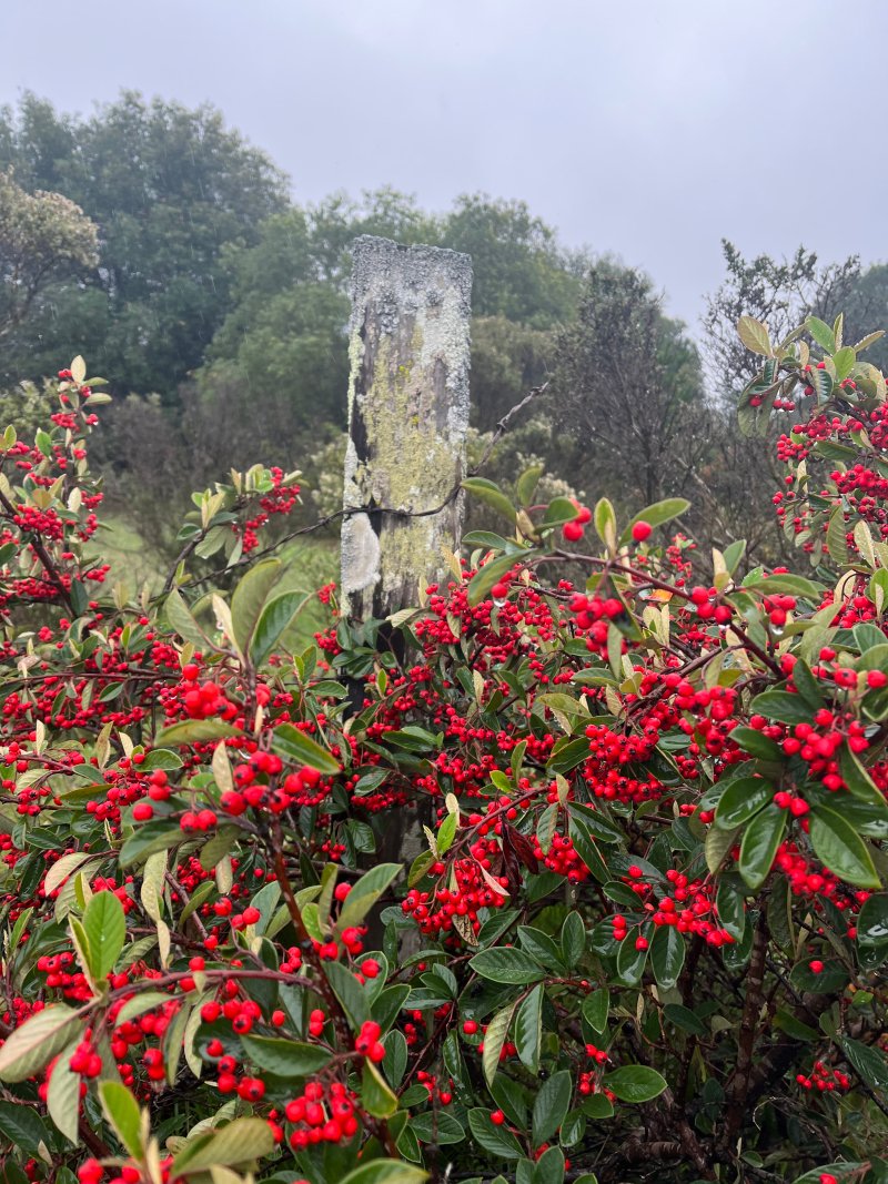 Berries Berries
