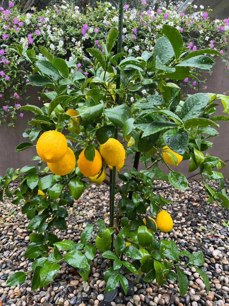 Lemons Lemons