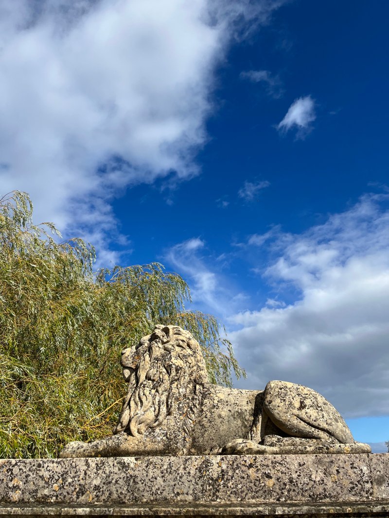 Lion Lion