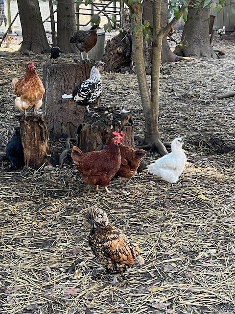 Chickens Chickens