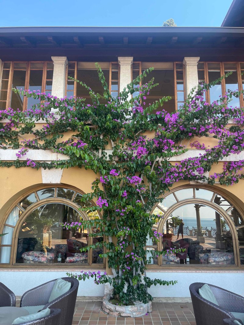 Bouganvillia 